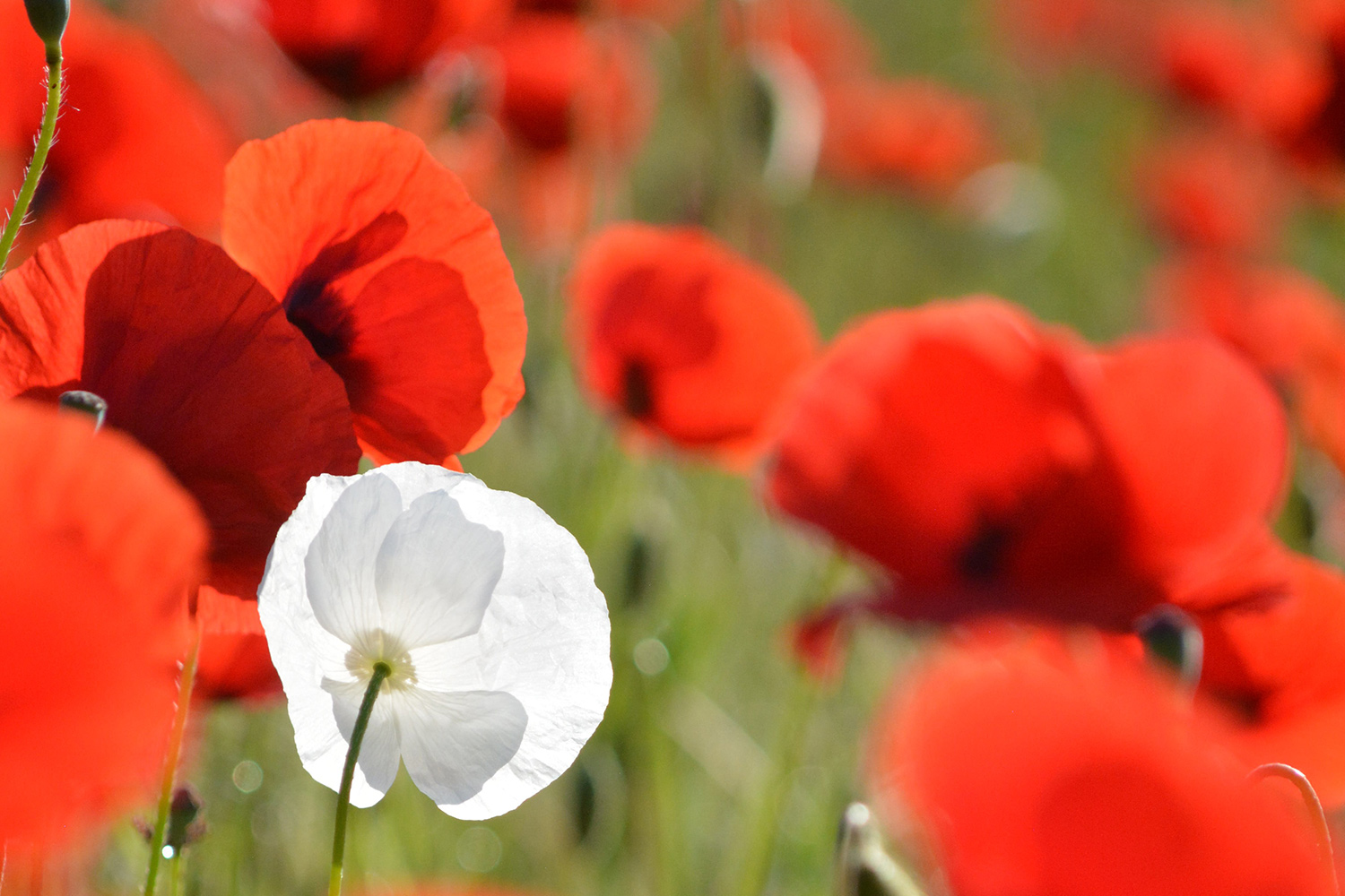 Meaningful different brands stand out