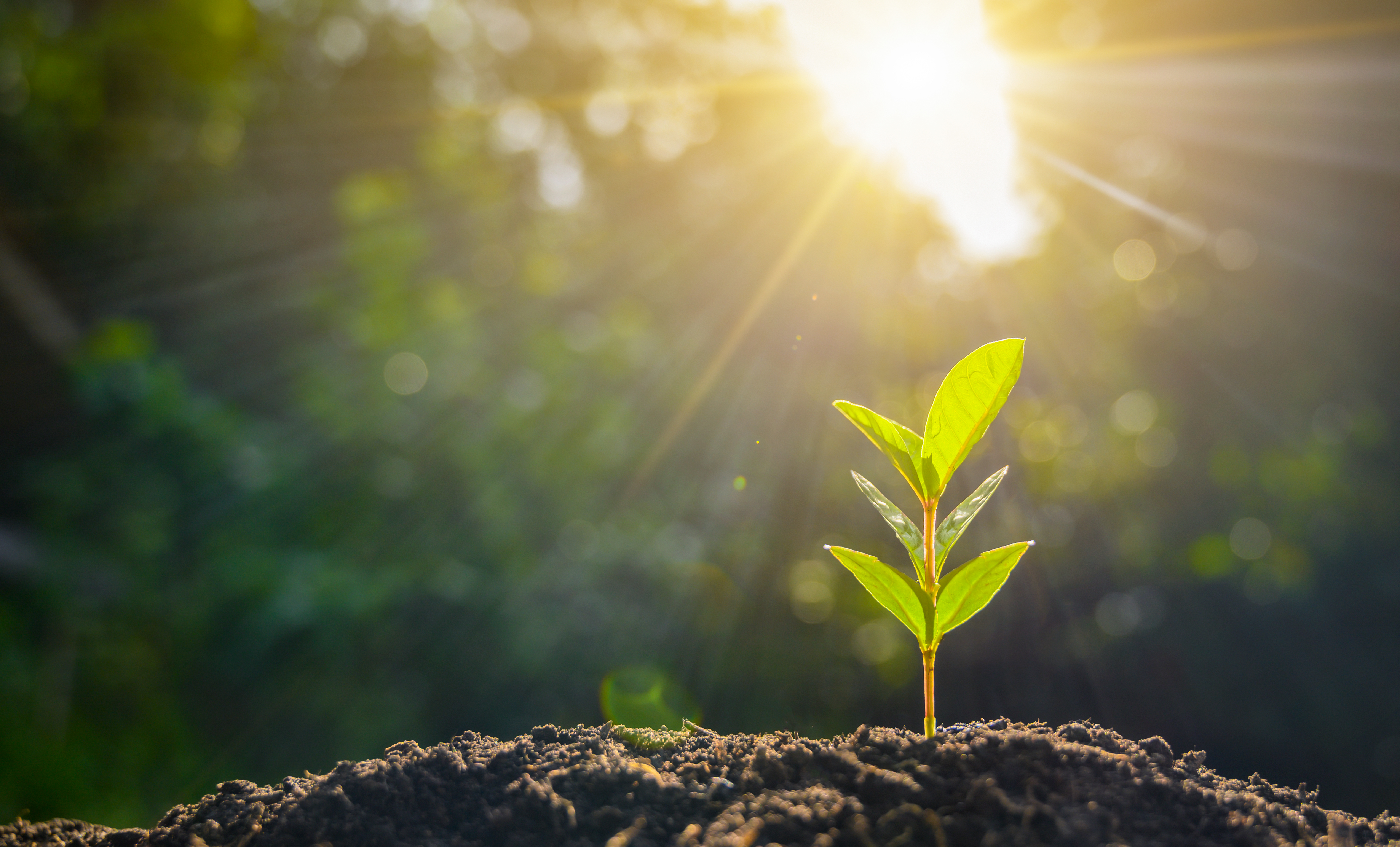 sustentabilidade e marcas