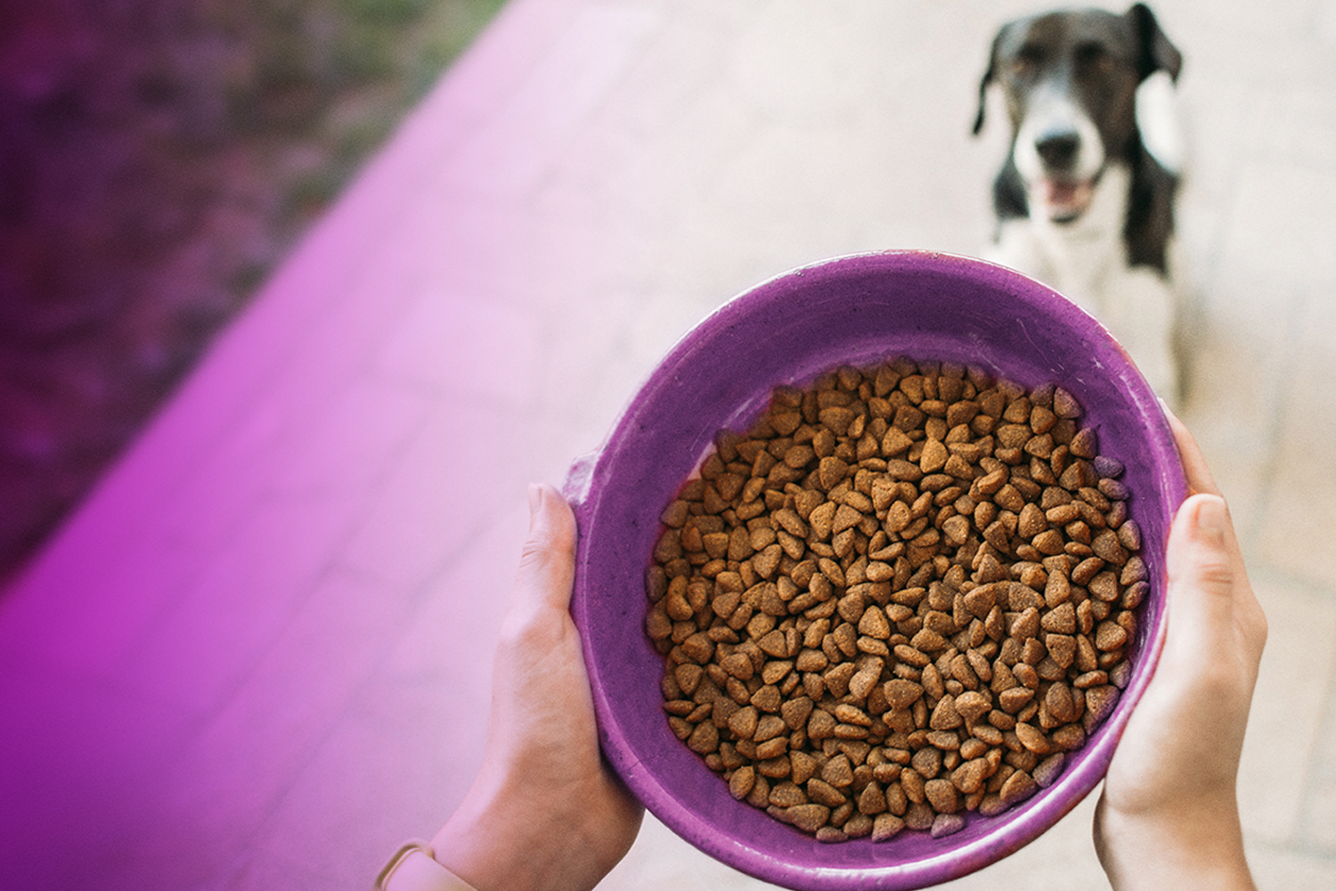 alimentos de animais de estimacao