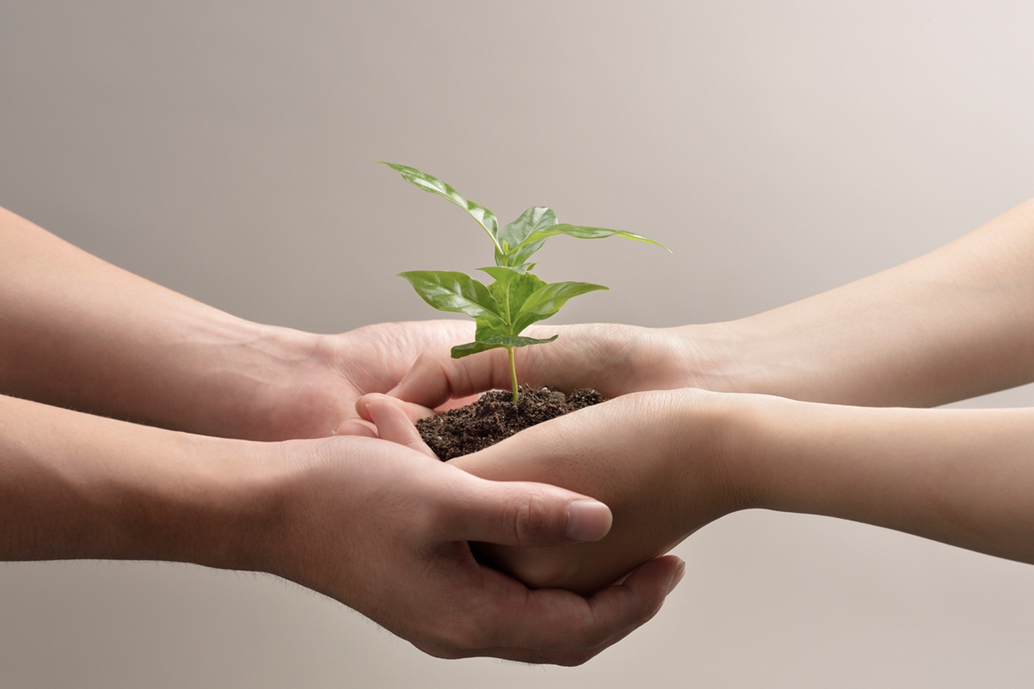 Woman and man hands holds small green plant seedli