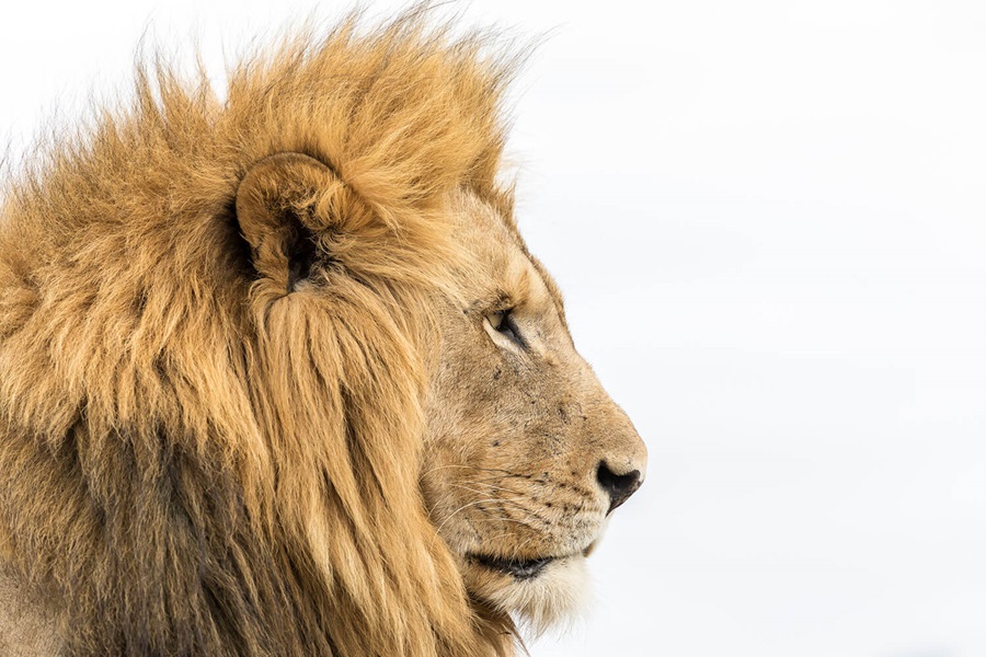 Kantar test de anuncios en contexto