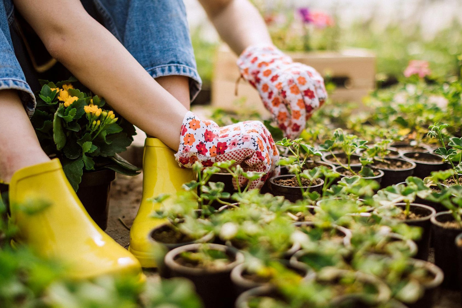 Les Français et le végétal : enjeux et perspectives