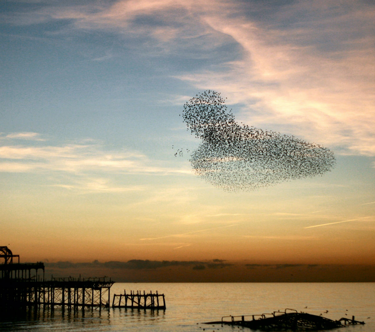 flock of birds